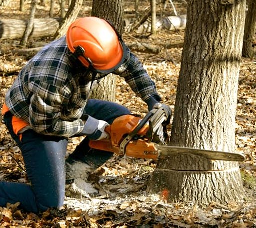 Tree Removal in Haddonfield, NJ